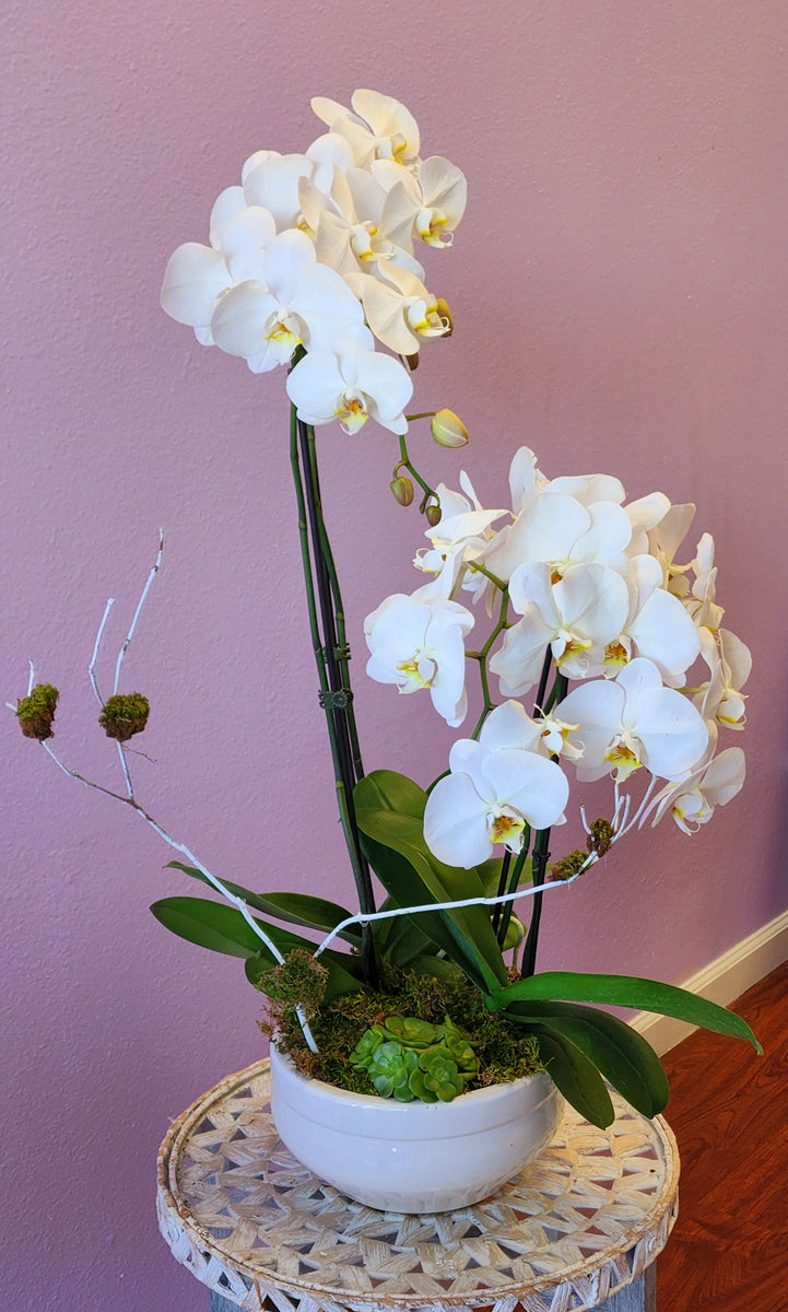 Orchid plant 2 – Galiano Flowers & Gifts